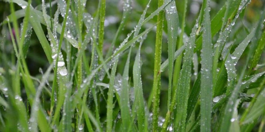 FODER ödülleri topladı