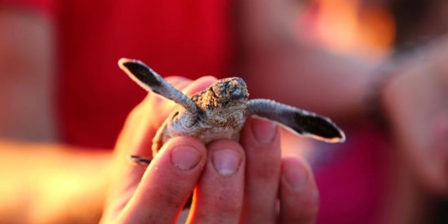 Minik Carettaların yaşama ilk dokuşunu