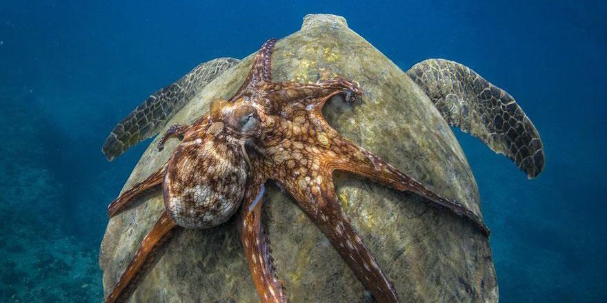 Finalistler belirlendi