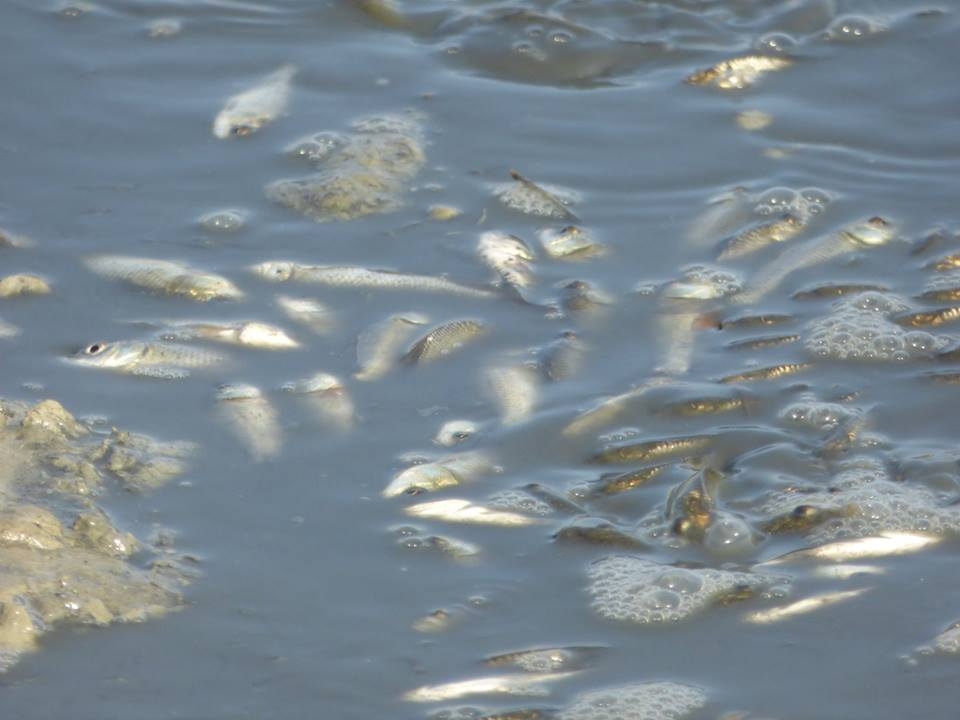 8 bin balık kurtarıldı 14