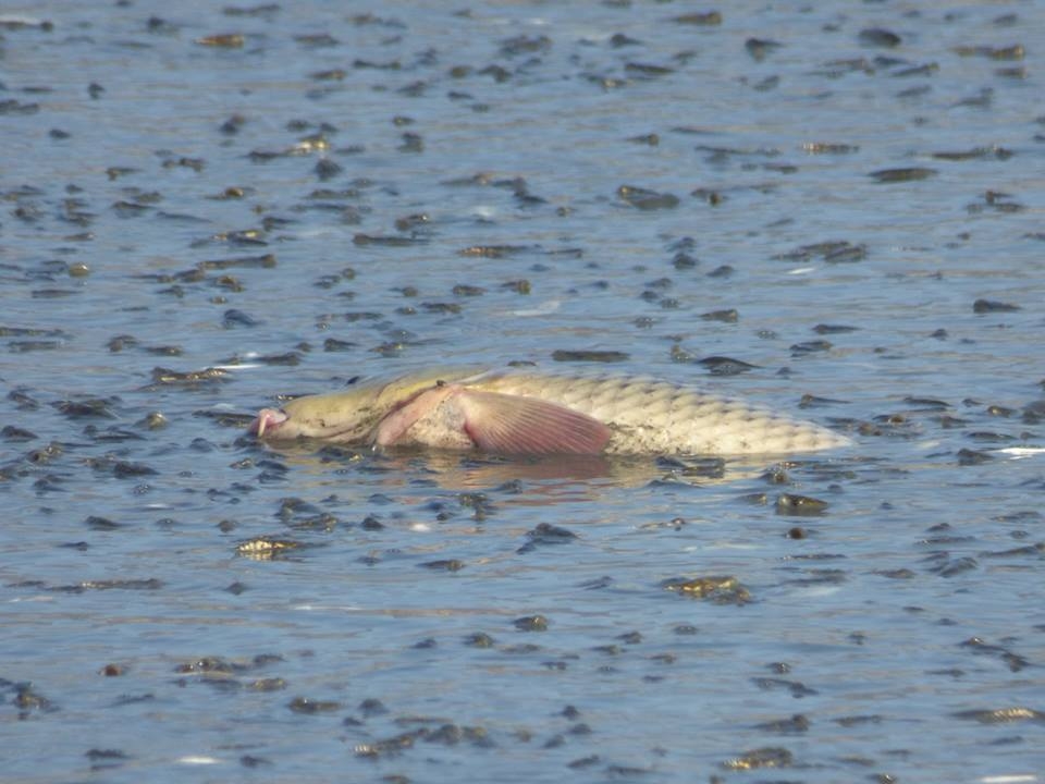 8 bin balık kurtarıldı 16