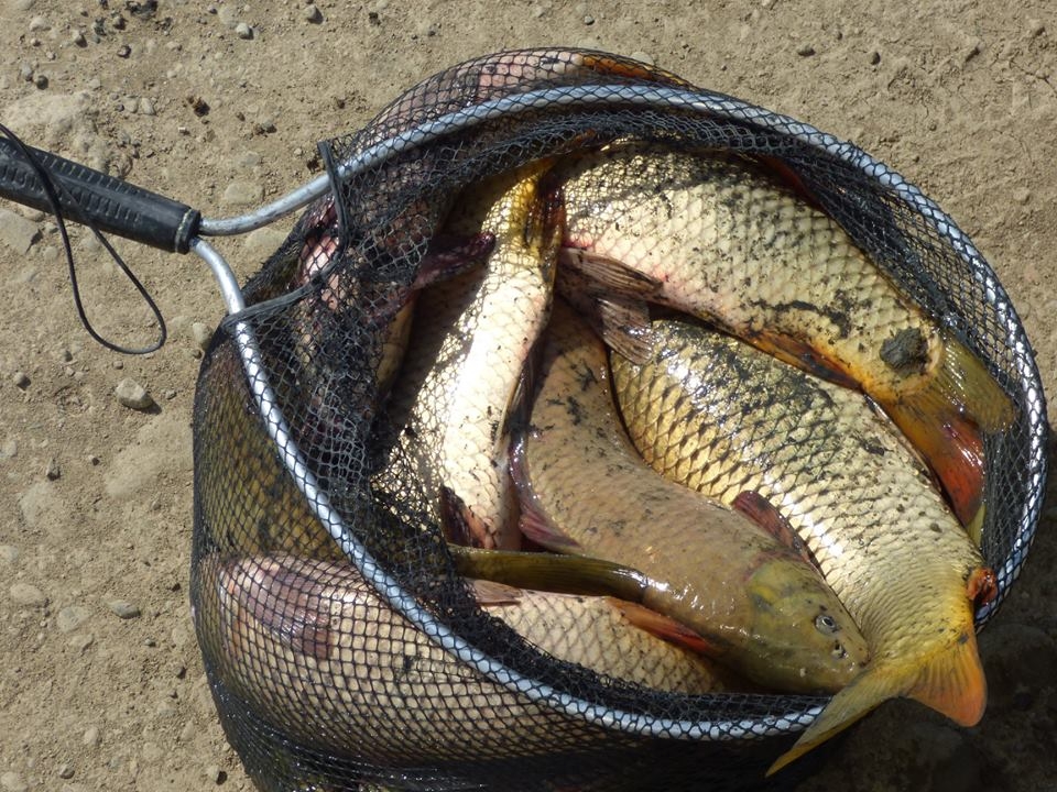 8 bin balık kurtarıldı 24