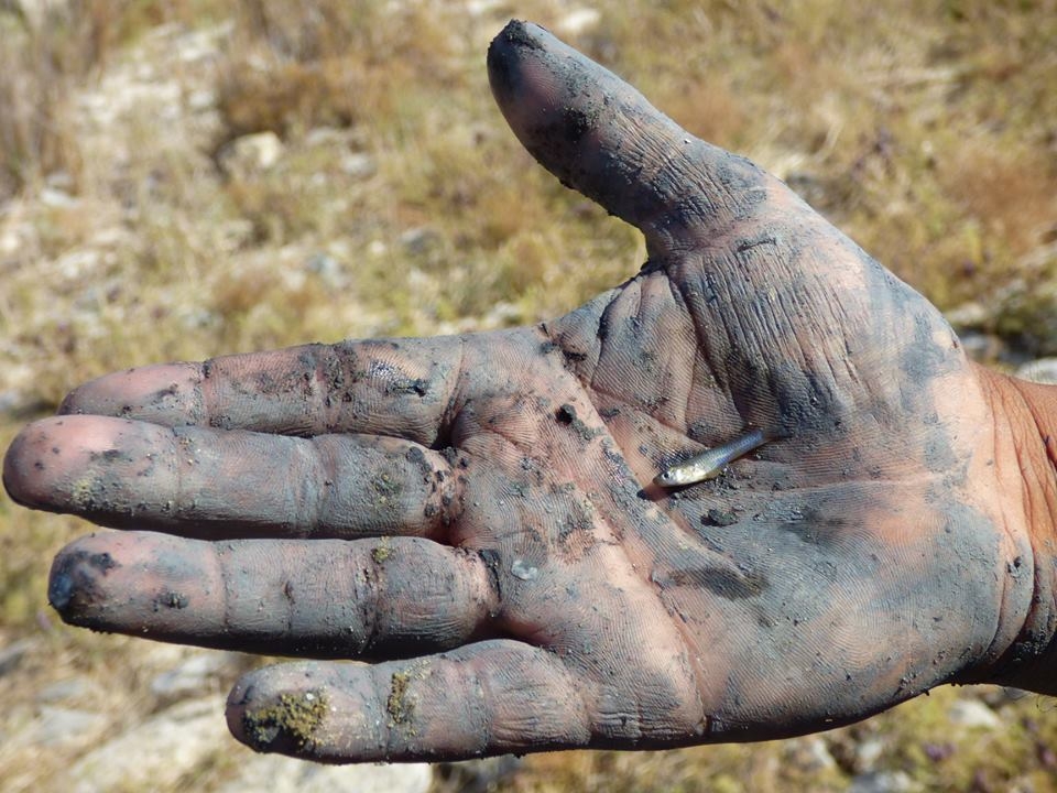 8 bin balık kurtarıldı 27