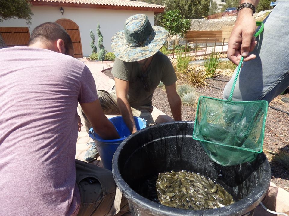 8 bin balık kurtarıldı 28