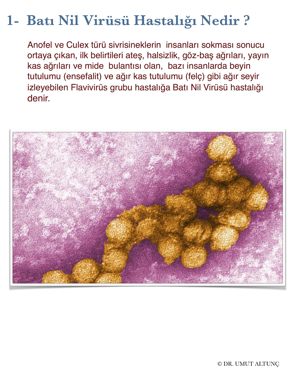 12 Soruda Batı Nil Virüsü Hastalığı 2