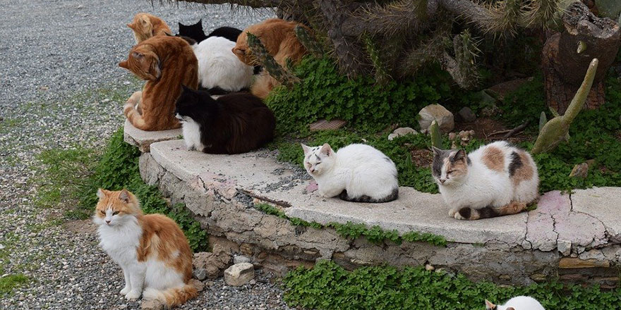 Güneyde başıboş kedilerin kısırlaştırılmasına 75 bin Euro