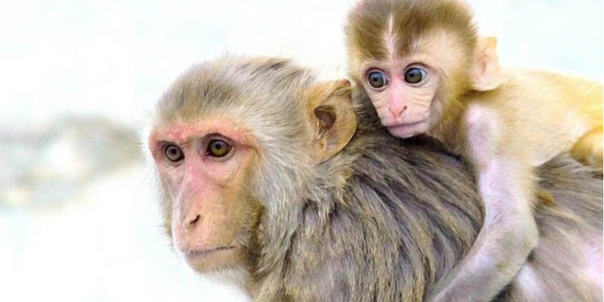 Bilim insanları üç hafta yaşayan insan-maymun embriyosu üretti