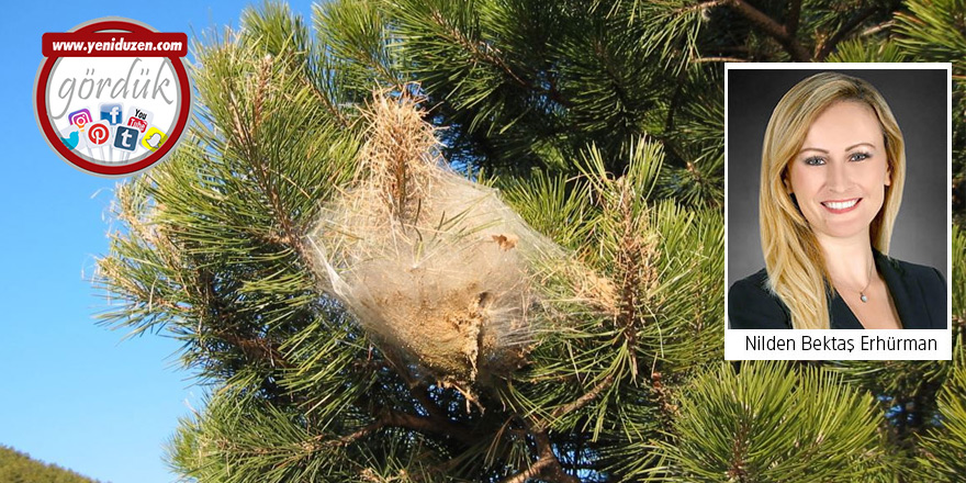 Çam Kese Böceği tehlikesi: 5 yılın emeğini çöpe atmayınız!