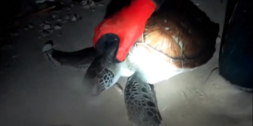 Deniz kaplumbağasına yeniden hayat verdi