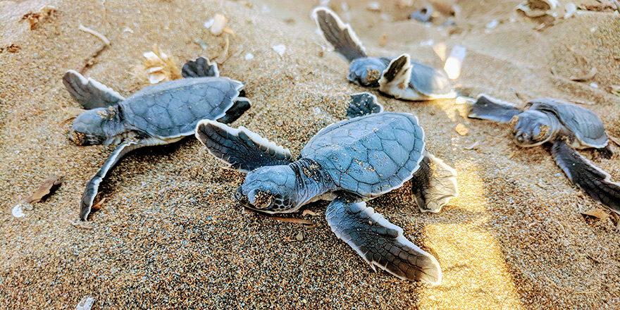 Kıbrıs sahillerindeki kaplumbağaları korumak için 29 yıldır çalışıyorlar