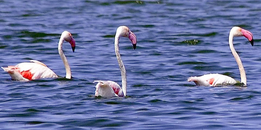 Flamingolar Haspolat’ta