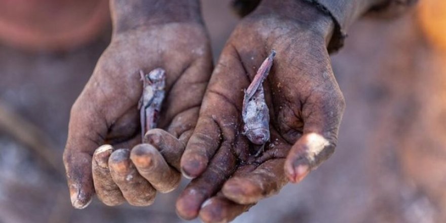 Madagaskar’da insanlar hayatta kalmak için çekirge yemeye başladı