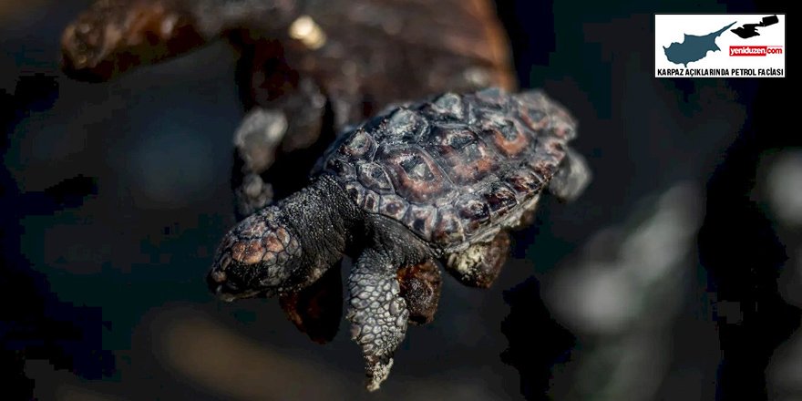 Kuzey Kıbrıs Kaplumbağaları Koruma Derneği acil durum ekibi oluşturmak istiyor