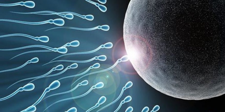 "Covid-19 sperm sayısını azaltıyor"