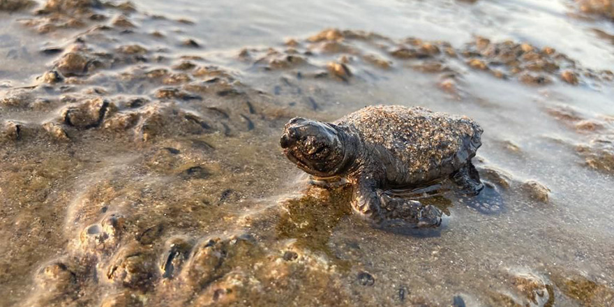 Binlerce deniz kaplumbağası deniz ile buluştu