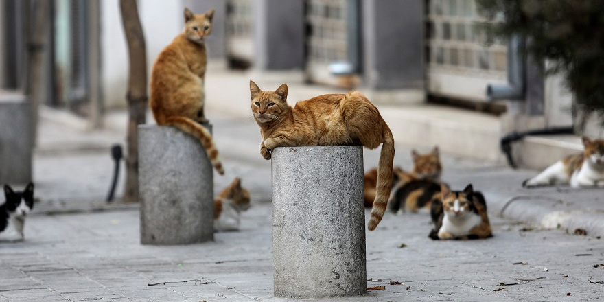 Güneyde bir milyondan fazla sokak kedisi olduğu tahmin ediliyor