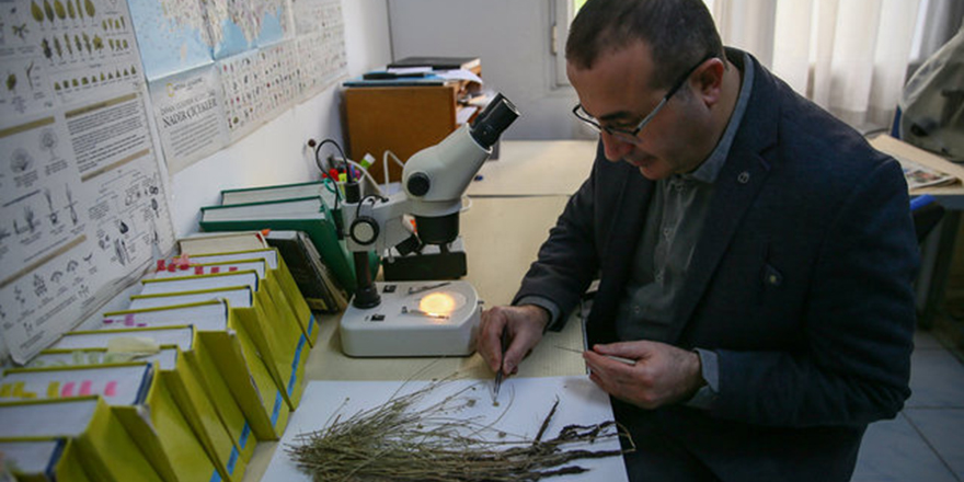 İzmir'de keşfedilen yeni bitki türüne Kıbrıslı bilim insanının adı verildi