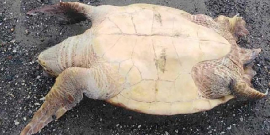 Larnaka kıyılarında ölü kaplumbağalar