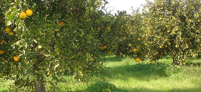 Kamyoncu Birlikleri’nden eylem uyarısı