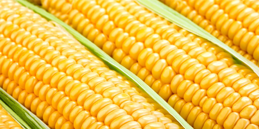 Kıbrıs’ın ithal ettiği 20 bin ton mısırda aflatoksin maddesi tespit edildi