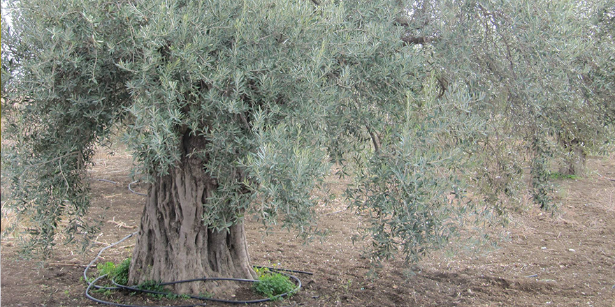 Tarım Dairesi zeytin ağaçlarının ilaçlanması konusunda uyarıda bulundu