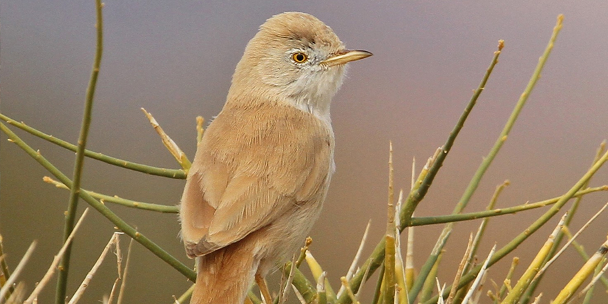 Afrika Ötleğeni “Kıbrıs’ın Kuşları”kataloğuna eklendi 