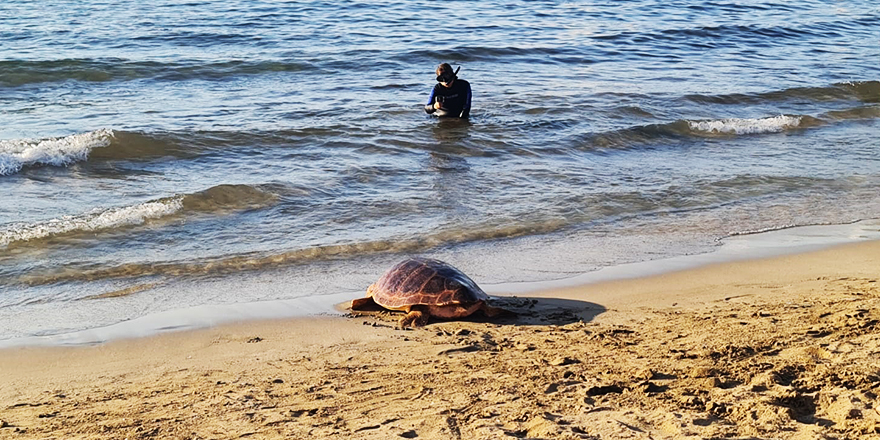 "Fenerbahçe" isimli deniz kaplumbağası doğal yaşam alanına geri döndürüldü