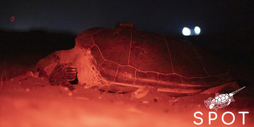 Alagadi’de ‘evlat’ edinilen kaplumbağa: En az 62 yaşında