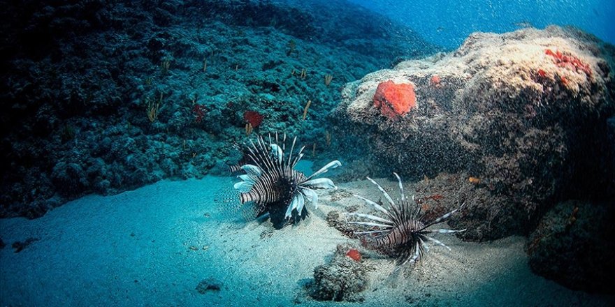 Akdeniz'deki ısı artışı denizlerdeki canlı yaşamını olumsuz etkiliyor