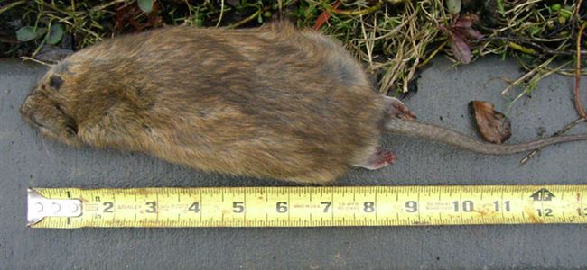 İnek büyüklüğünde fareler!