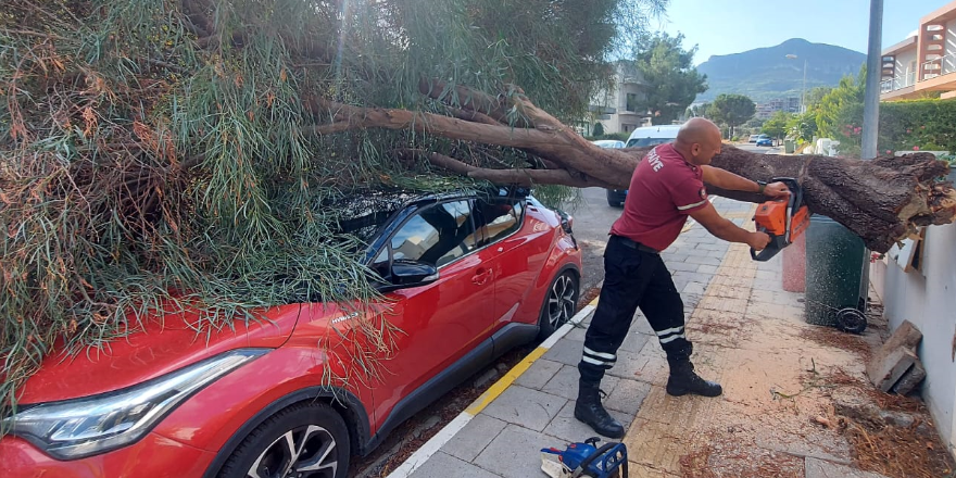 Rüzgârın etkisiyle kopan ağaç, aracın üzerine devrildi