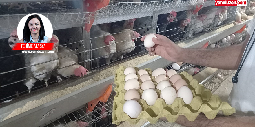 Yumurta reyonları boşaldı: Talep arttı, üretim azaldı, yumurta kalmadı