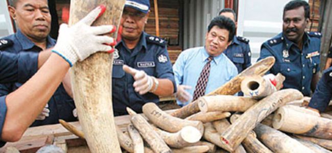 Fildişi kaçakçısı Kenyada yakalandı