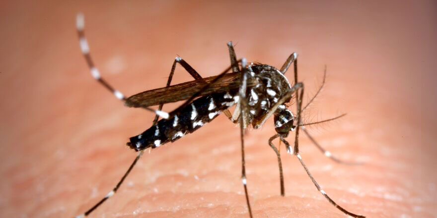 Biyologlar Derneği: "Asya Kaplan Sivrisineği ülkemize gelmiştir”