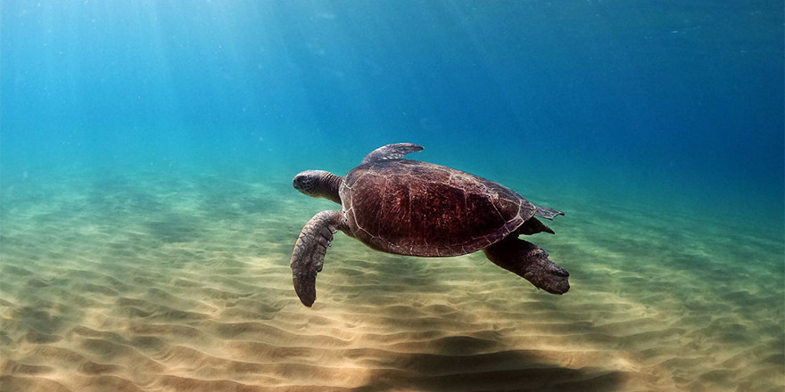 SPOT: “Yeşil kaplumbağalarımızın geleceği Mısır’daki lagüne bağlı”
