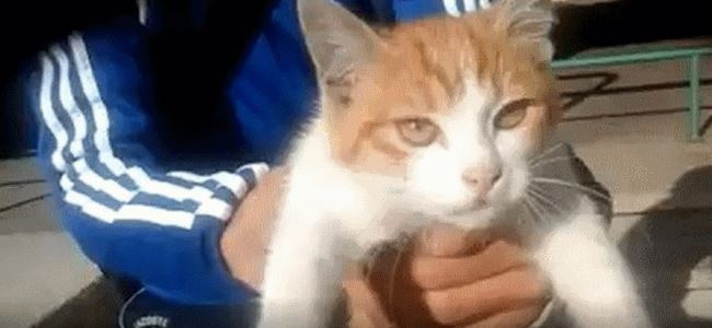 Hayvanlara eziyet edenlere hapis cezası