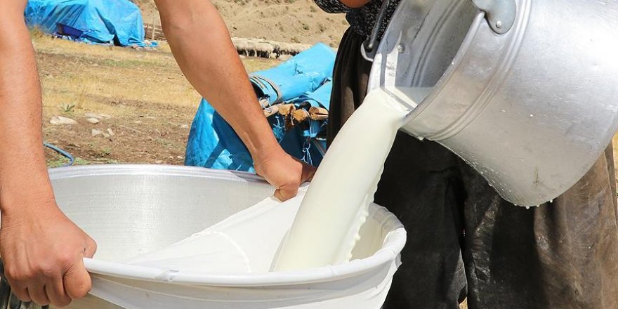 Güneyde üretilen 7 bin ton hellimde süt tozu kullanıldığından şüpheleniliyor