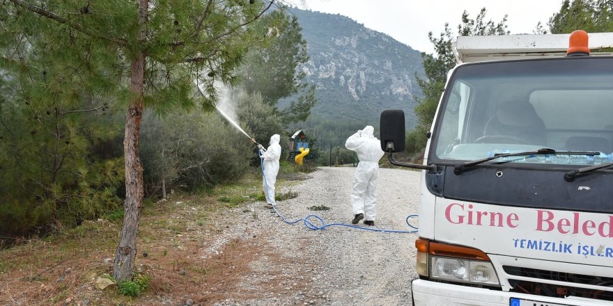Girne Belediyesi çam kese böceği ile mücadele ediyor
