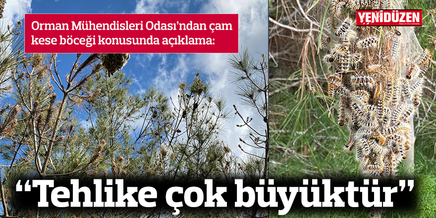 "Tehlike çok büyüktür şu anda 25 bin hektar orman alanı çam kese böceği tehdidi ile karşı karşıyadır"