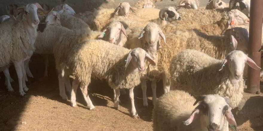 DÜÇ'te 25 baş kasaplık oğlak ve 10 baş kasaplık keçi satılıyor