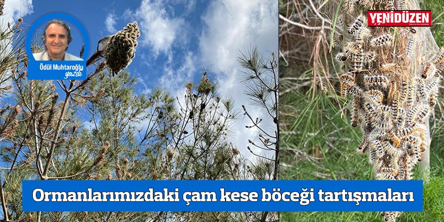 Ormanlarımızdaki çam kese böceği tartışmaları