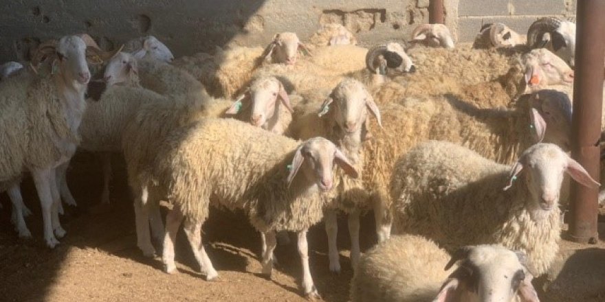 Devlet Üretme Çiftlikleri Dairesi kasaplık hayvan satışı yapılacağını duyurdu