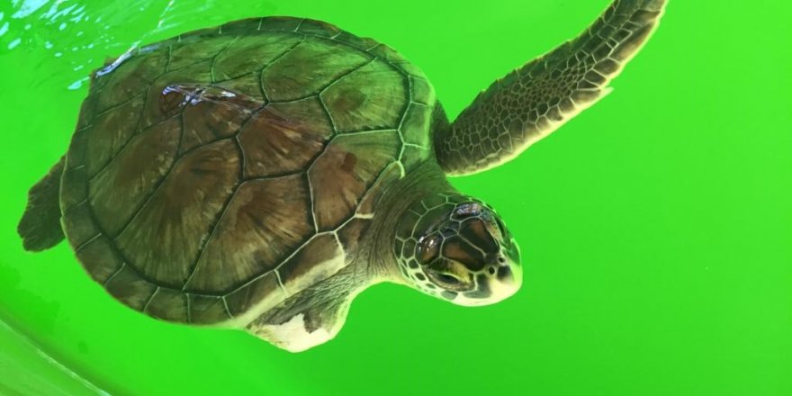 Meritta’nın en uzun süreli tedavi gören kaplumbağası artık özgür