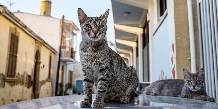 Uluslararası basın: “Kıbrıs’ta 300 bin kedi koronavirüs nedeniyle öldü”