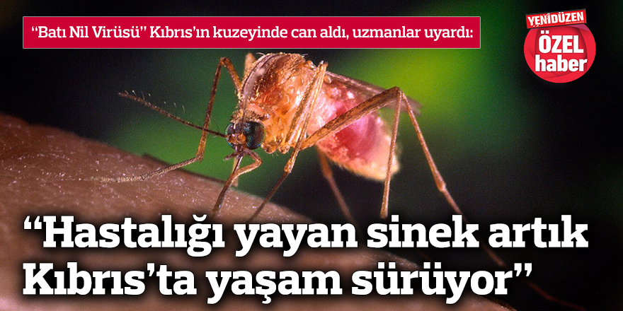 “Hastalığı yayan sinek artık Kıbrıs’ta yaşam sürüyor”
