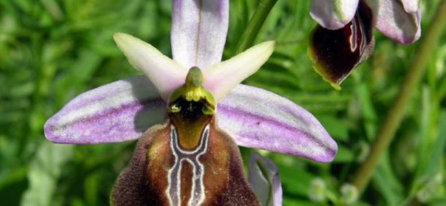 Doğa yürüyüşü ve Orkide gözlemi etkinliği Pazar günü