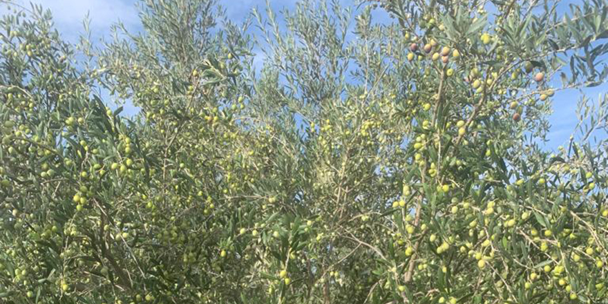Paşaköy Çiftliği’nde bulunan zeytin bahçesindeki ürün dalından kapalı zarf usulü ile satılacak