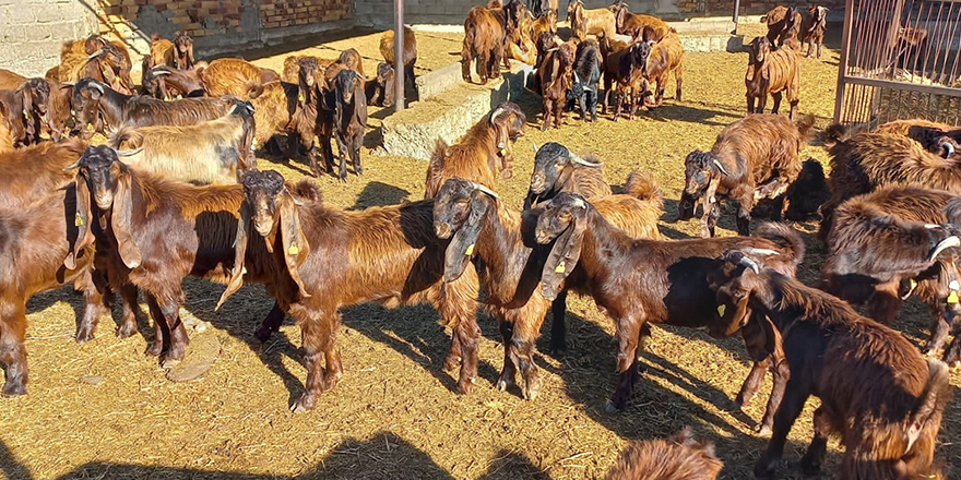 DÜÇ, kasaplık küçükbaş hayvan satışı yapacak