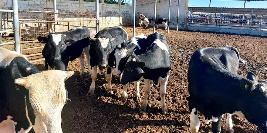 Veteriner Dairesi’nden kasaplık hayvan satışı…