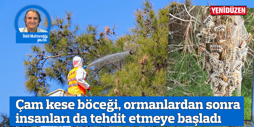 Çam kese böceği, ormanlardan sonra insanları da tehdit etmeye başladı